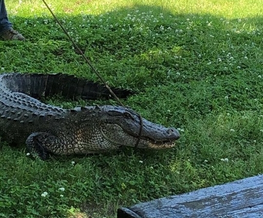 Alligator Within City Limits of Nashville – Southwest Arkansas Radio