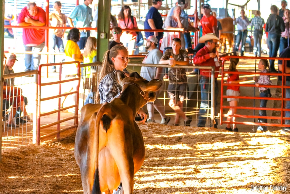 Howard County Fair Cattle Show Southwest Arkansas Radio