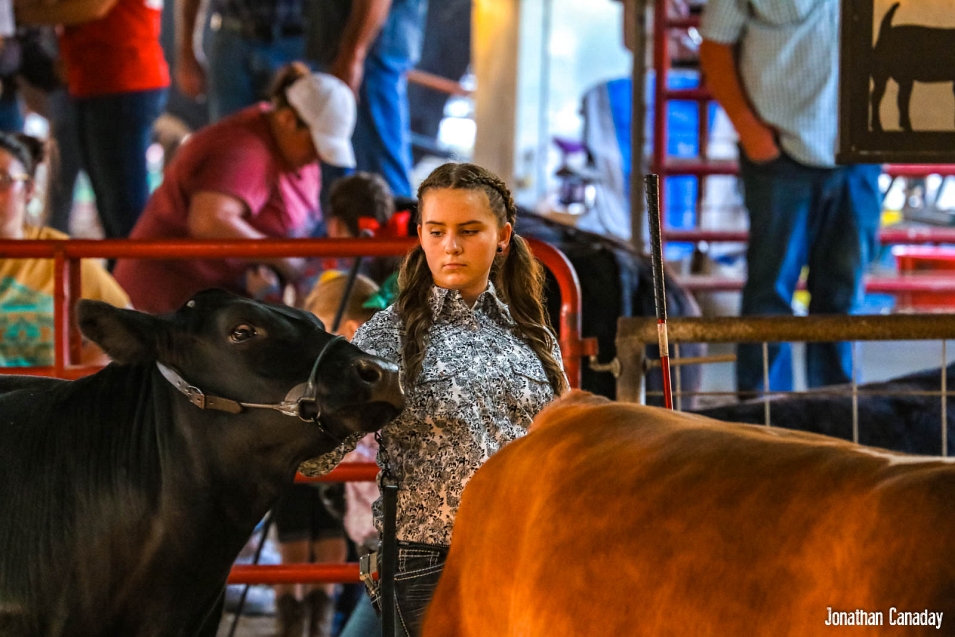 Howard County Fair Cattle Show Southwest Arkansas Radio