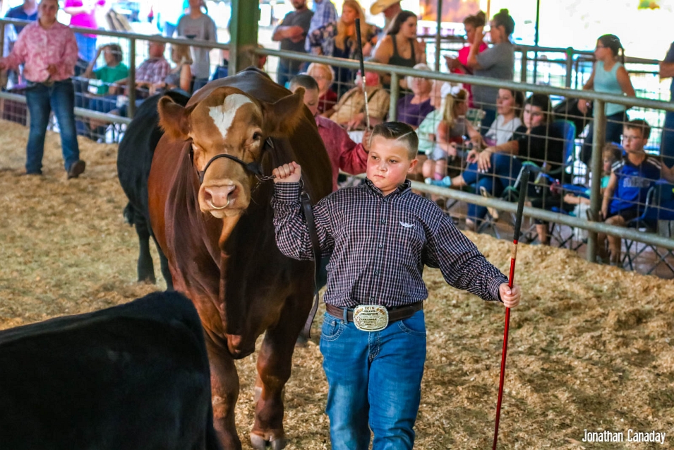 Howard County Fair Cattle Show Southwest Arkansas Radio